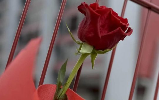 Un fiore per ricordare la persona scomparsa - Lapresse - Ilromanista.it